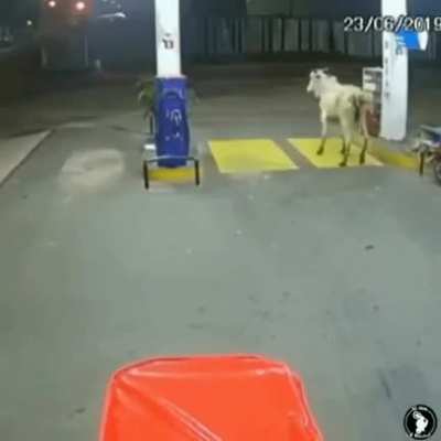 Moove bitch.