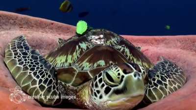 ? Green sea turtle snuggles into a sea sponge and lets out a big yawn before a nap.