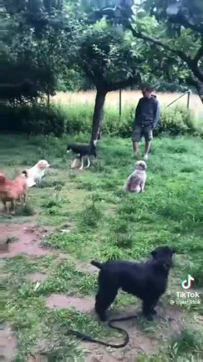 introverted pups