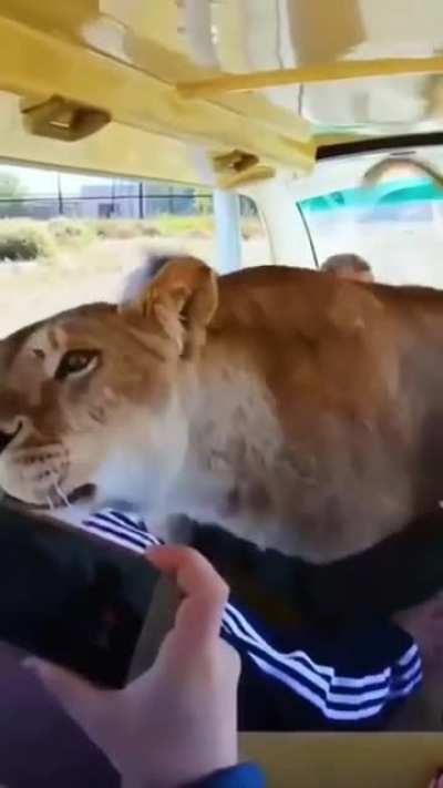 This female lion was so excited when she saw this group of people . These people rescued this lion when she's a cub. This moment is so special !