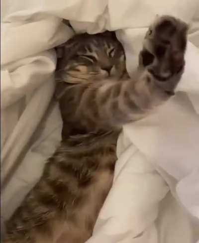 Good morning, how well cats live???