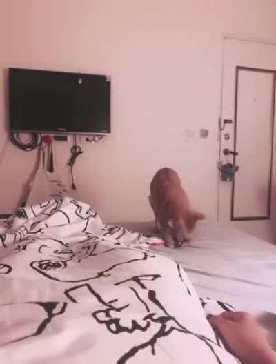 Cat brings breakfast in bed for its human