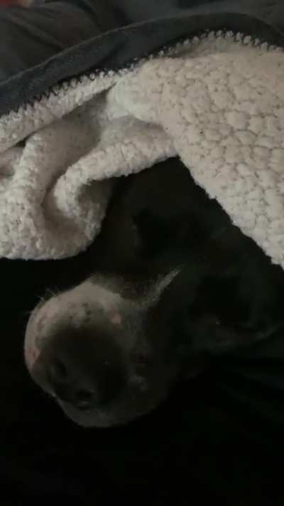 what do you think is dreaming??