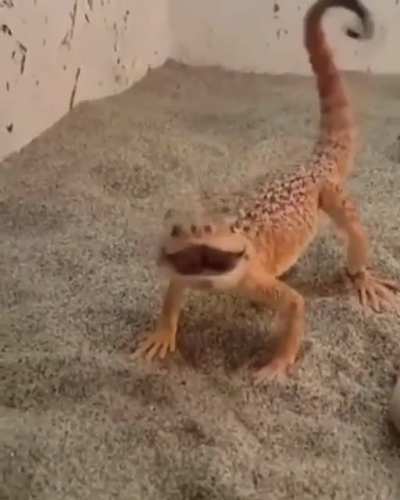 ? The threat display of this angry little Toad-Head Agama lizard