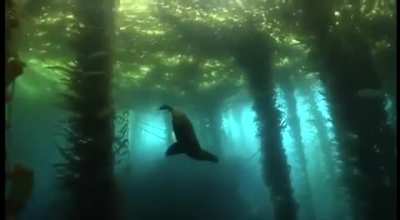 ? Underwater algae forest and its magical beastly inhabitants
