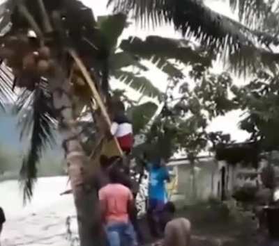 ♫ There are so many uses of the coconut tree, You can build a bigger house for the family, All you need is to find a coconut man, If he cuts the tree, he gets the fruit free ♫