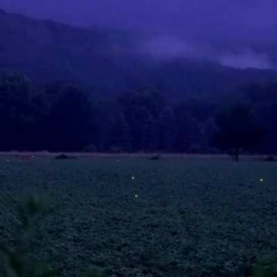 ? Fireflies flying