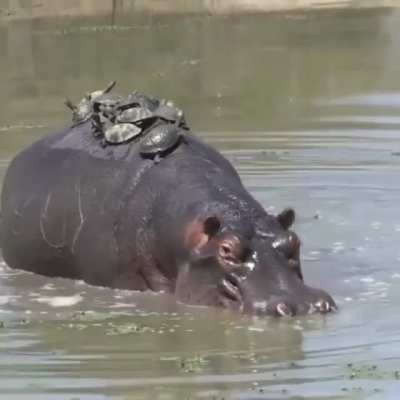 ? A nest of turtles resting and sunning themselves on a hippos back.