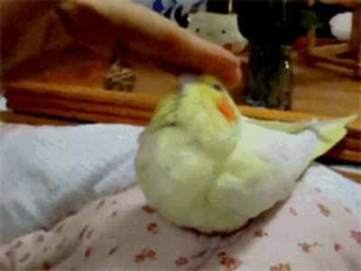 birb