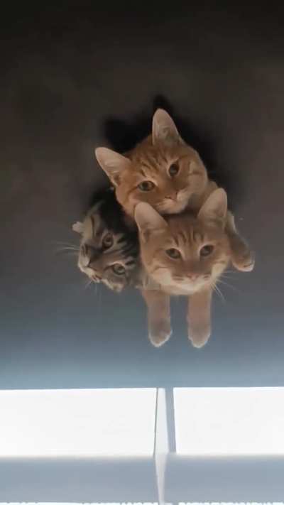 Surveillance Crew