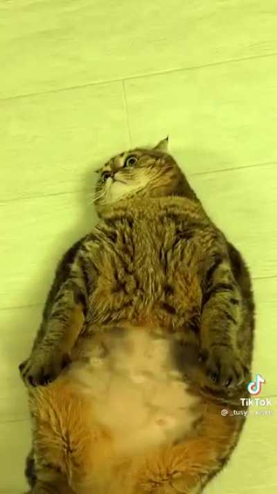 Kitty