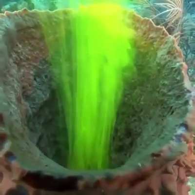 ? Sponge pumping water