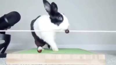 Bunny fails asmr