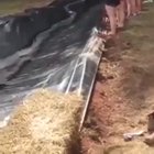 This looks fun!