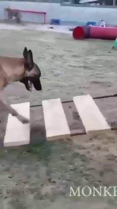 Impressive, indeed!! Bravo, Doggo!! ???