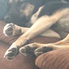 My dog making faces while he dreams ?