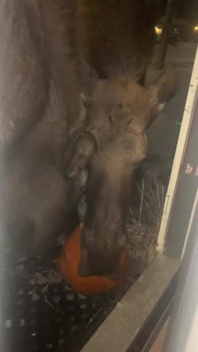 ? Two moose fighting over an Alaskan resident’s pumpkin ?
