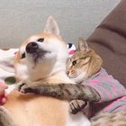 Don't touch my dog!