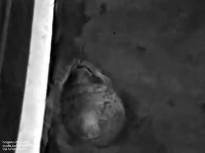 Hoover was a harbor seal who could imitate speech and say "Hello there" and "Come over here" in thick New England accent (1985)