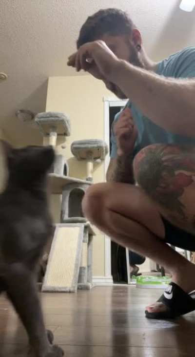 (OC) Smokey doing tricks ? What should my good boy learn next?