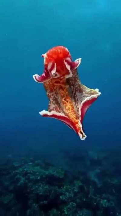 ? Spanish dancer nudibranch