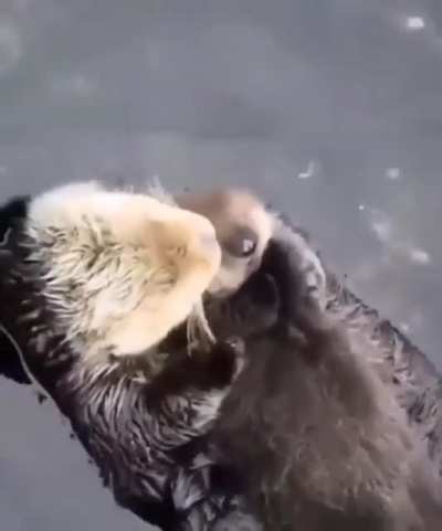 ? Momma sea otter making sure her pup is comfy ?
