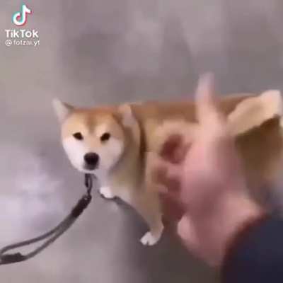 Doggy car