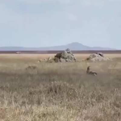 ? a zebra dishes out a hefty kick to avoid becoming a lions next meal ?