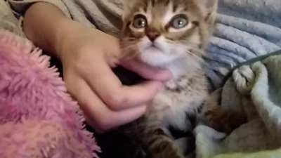 Stray kitten absolutely loving attention