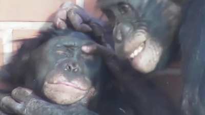I love non-human primates trying to be like us (sound on)