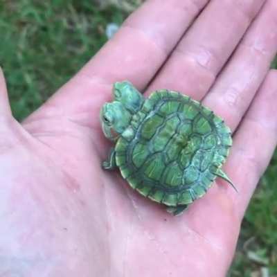 ?Two-Headed Turtle