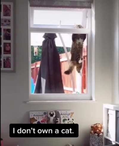 Who's cat is this?