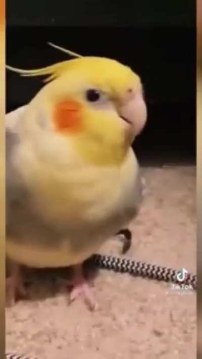 Bird doesn’t care