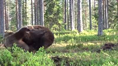 ? Bear fight!