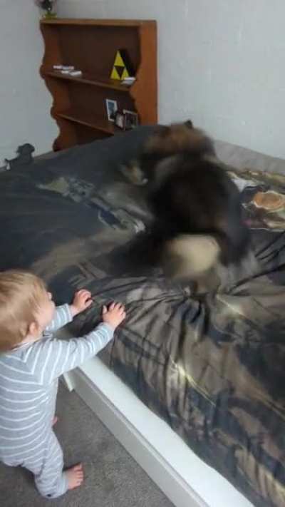 Zoomies are hilarious ?