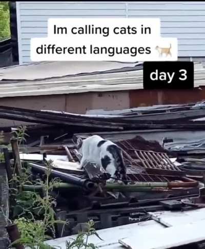 German always works