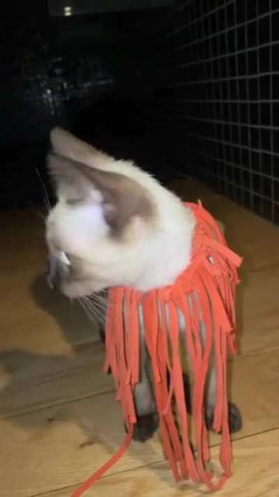 I’m a lion!
