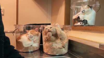 The cat is water!?