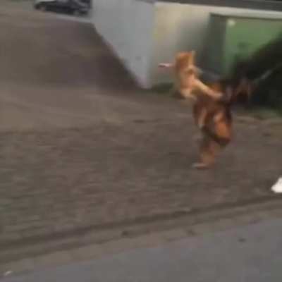 Gangster cat ?