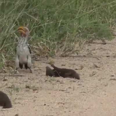 ? Dwarf mongoose playing dead in front of a hornbill