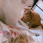 I touch dha paw