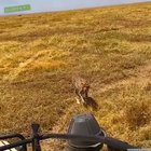 ? Cheetah wants a closer view of safari riders
