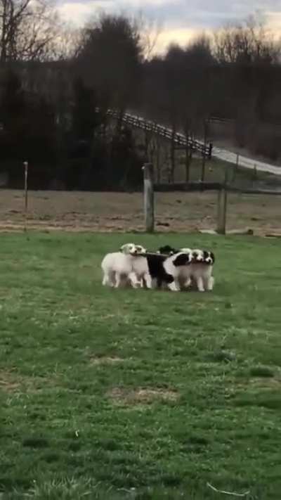 Aint they just the cutest?????