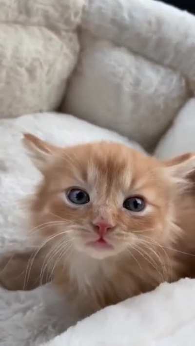 Happy Caturday