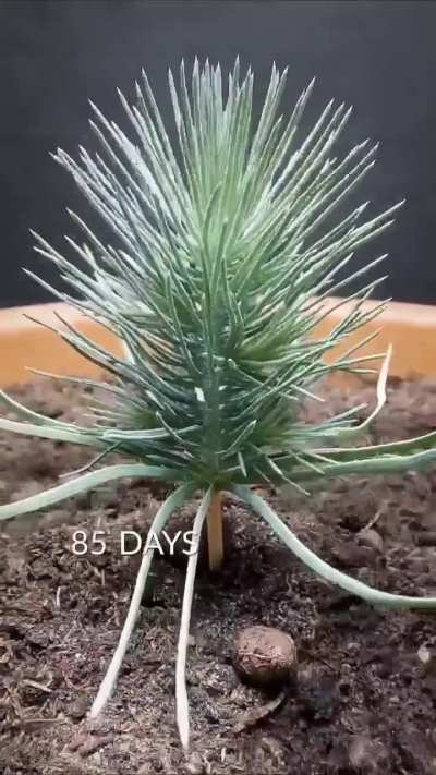 A two-year timelapse of a pine tree growing from a seed, condensed into 60 seconds.