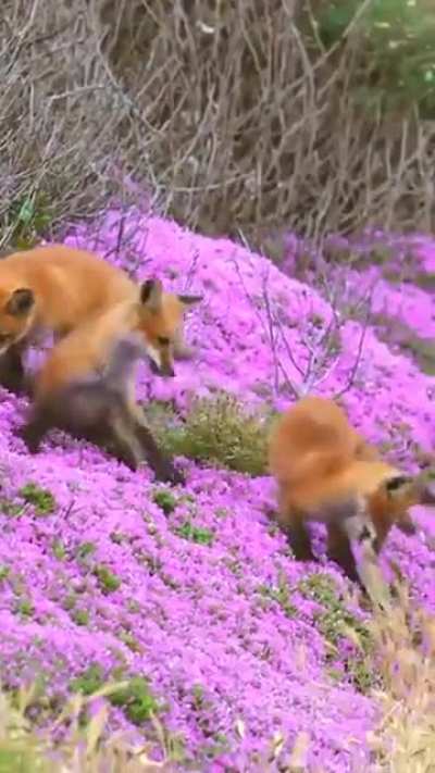 ?Skulk of foxes enjoying the summer blooms..