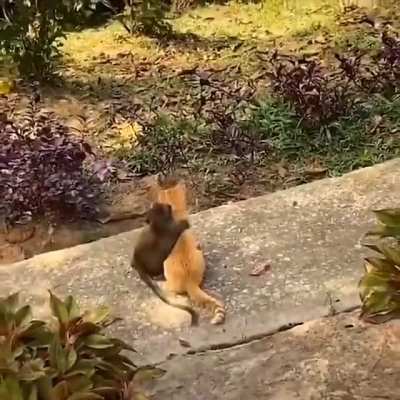 Baby monkey &amp; cat hanging out..