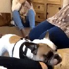 Dog shares the other half of her biscuit