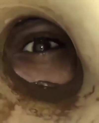 wtf