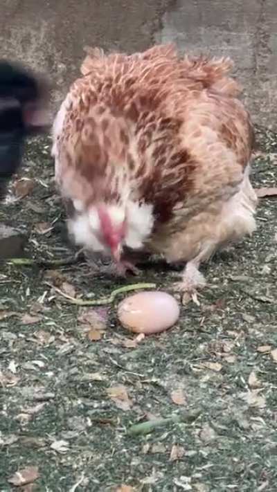 Yo chicken, wtf